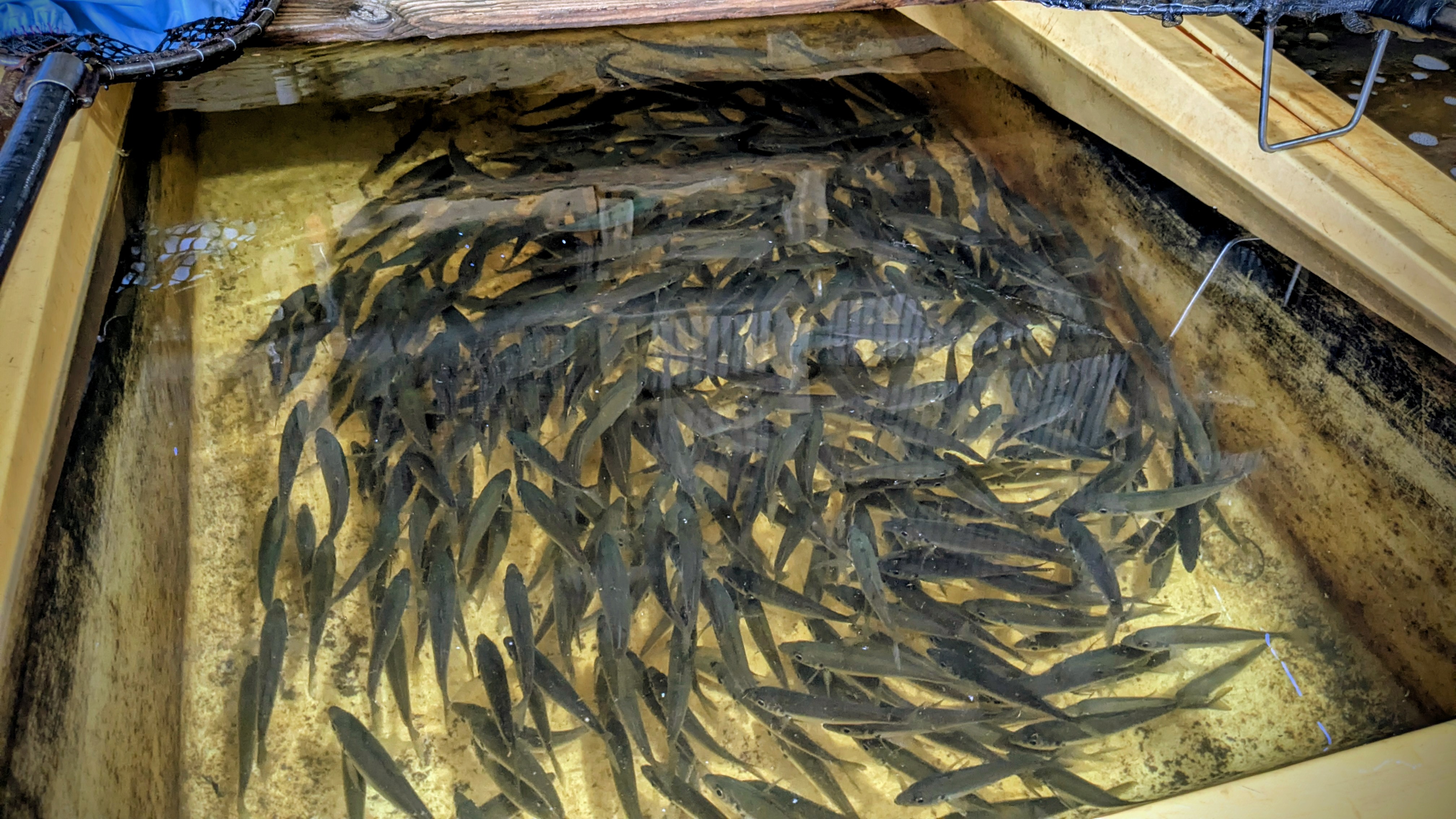 活きアジの選別風景