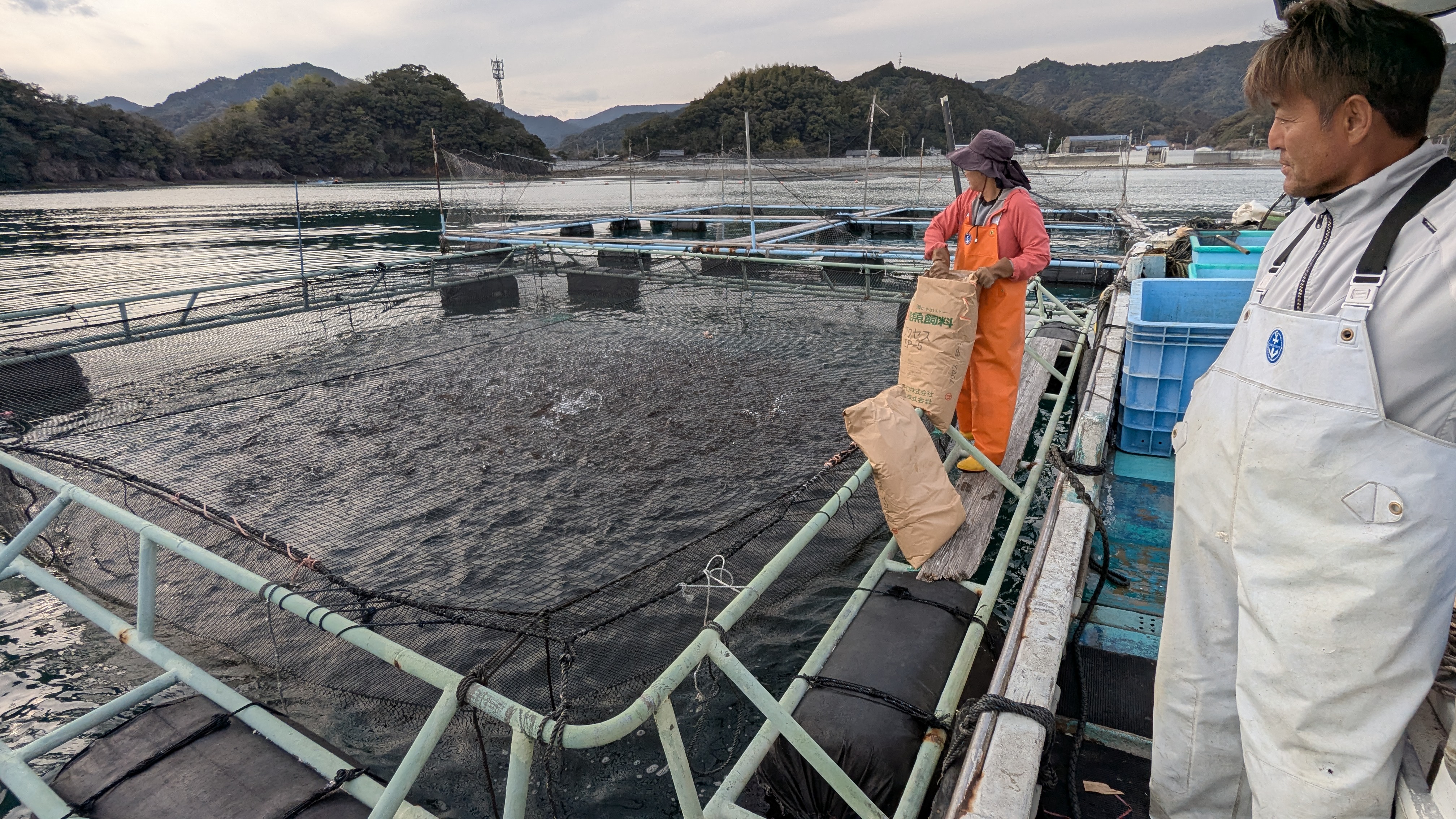 養殖筏での給餌作業